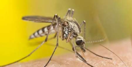 Detectan el primer caso de dengue en Entre Ríos