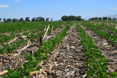 La producción en Salta comprometida: “se van a perder miles de kilos por la sequía”