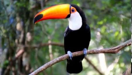 Preocupa la matanza de tucanes en Salta: "Le tiran piedras o le disparan con aires comprimidos"