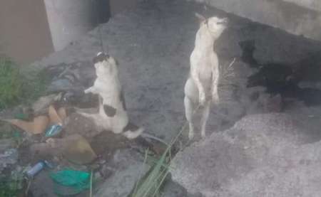 Salvajismo: Colgaron a dos perros en el puente de avenida Tavella