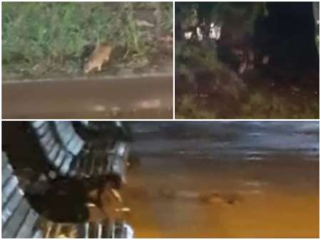 [HAY VIDEO] Una plaga de ratas invadió la plaza 9 de julio: "Parecen ardillas"