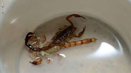 En lo que va del año, 15 salteños fueron atendidos por picaduras de alacranes