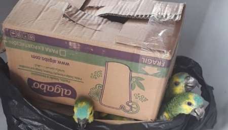 Recuperaron once aves en cautiverio y fueron liberadas en su hábitat natural