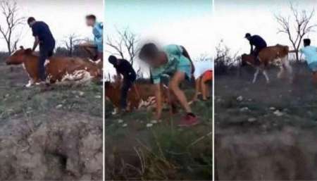 VIDEO: cuatro jóvenes apedrearon, patearon y montaron a una vaca