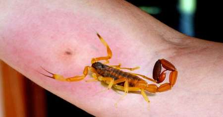 Alerta por alacranes: Se registraron cinco casos de picaduras en Salta y el interior