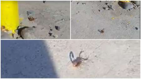 [HAY FOTOS] Encontraron alacranes en el Parque Bicentenario: "Están a la vista de todos"