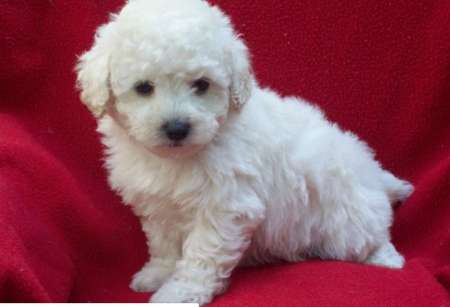 Norteño se robó un caniche toy para regalárselo a su novia en San Valentín