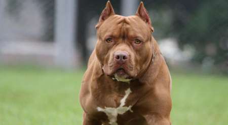 Perra pitbull atacó a una nena en el barrio San Carlos: denuncian que el animal es peligroso