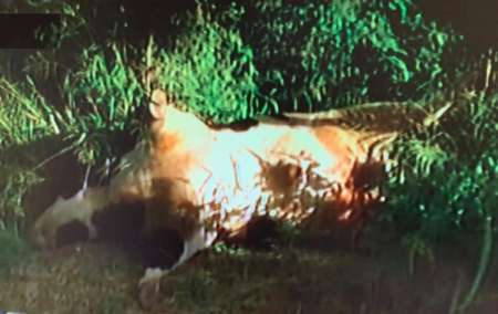 Indignación por un toro muerto en descomposición, frente a un centro de salud