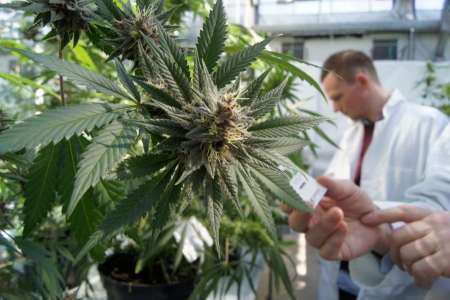 La justicia autorizó a una madre salteña a cultivar cannabis
