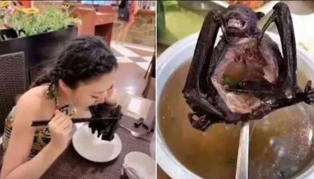 Para China, el coronavirus es historia: volvieron a vender murciélagos para comer