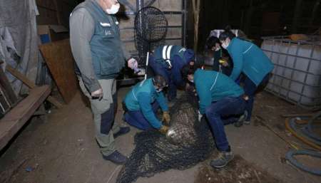 VIDEO Rescataron un puma en la calle durante el aislamiento en Santiago de Chile
