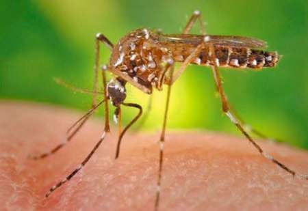 Dengue en Salta: “Hay aedes en todos lados, lo tenemos instalado en las cuatro zonas de Capital”