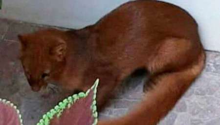 VIDEO En plena cuarentena, un puma en peligro de extinción apareció en una casa