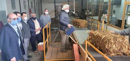 Tabaco: Refuerzan su reactivación industrial a través de la reconversión de áreas tabacaleras