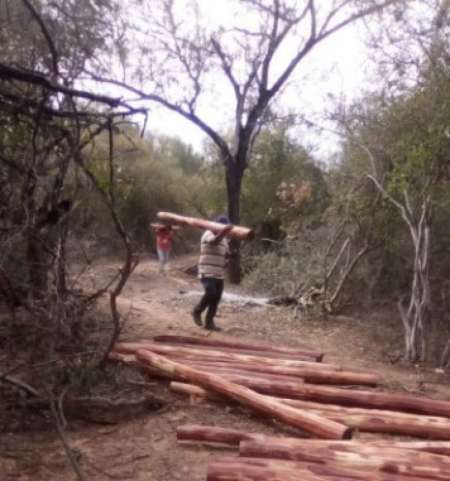 Grave denuncia del pueblo wichi por el desmonte en su territorio: "Hacen postes y los venden a Salta"