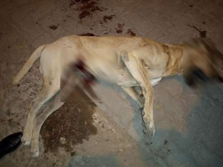 General Güemes: Un vecino fue detenido por matar de un escopetazo a un perro