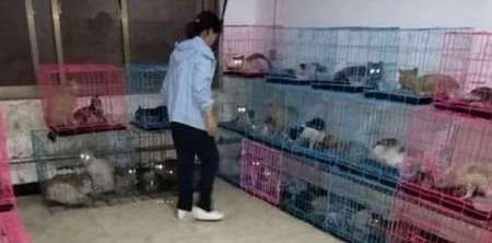 Rescataron 700 gatos que iban a ser cocinados en restaurantes