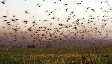 Avanza una manga de langostas que puede comer igual que 350.000 personas