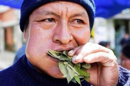 El Senado analiza legalizar la venta de hojas de coca