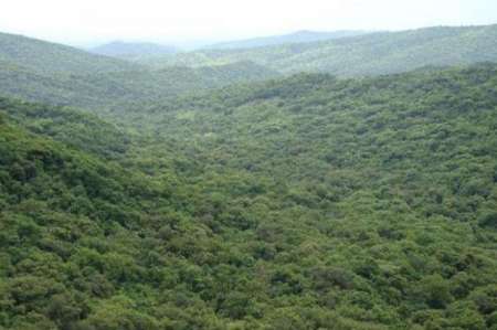 Ordenan paralizar un desmonte en una zona prohibida en Orán