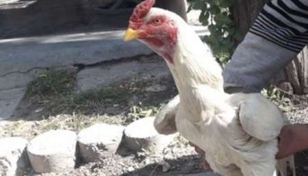 Riña de gallos: con más de 30 participantes identificados, ahora buscan a los organizadores