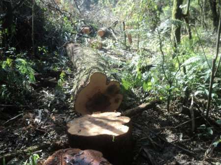 Denuncia de “Greenpeace”: aun con cuarentena, se desmontó más bosque nativo que el año pasado