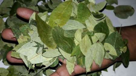 Una empresa estatal comercializaría la coca en Salta