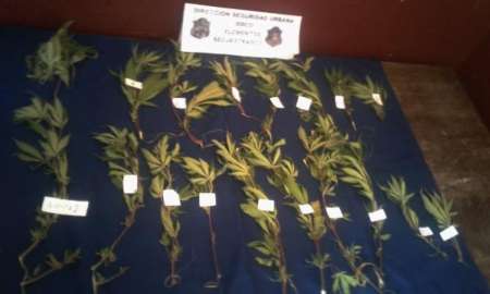 Fueron por un hecho de violencia pero encontraron plantines de marihuana, un demorado