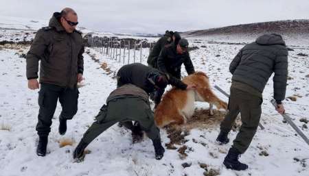 VIDEO Rescate a un guanaco que estaba atrapado en un alambrado en Santa Cruz