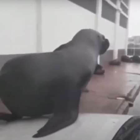 VIDEO Increíble: Un lobo marino apareció descansando en el capot de una camioneta