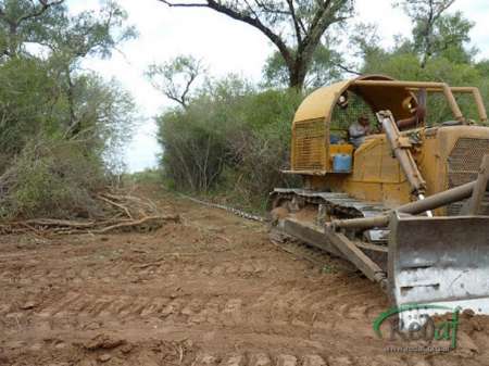 En 20 años, se perdieron 6,5 millones de hectáreas de bosque nativos en el país