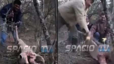 Video: mataron a un puma, lo filmaron y ahora quedaron detenidos