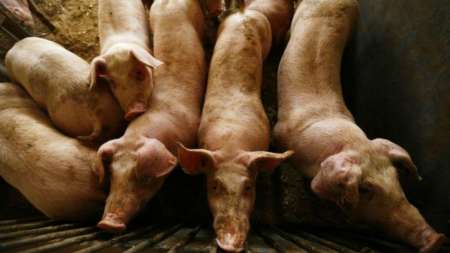 Ecologistas salteños se manifestarán contra la instalación de granjas de cerdos en Salta