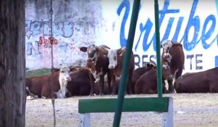 Unas vacas escaparon de un frigorífico y “pasearon” por un barrio de Salta Capital