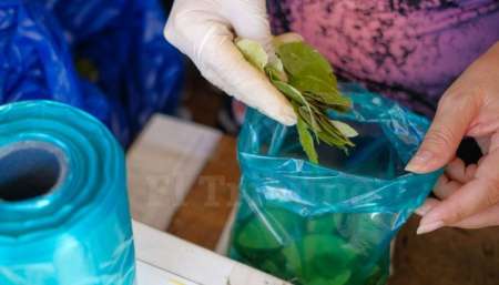 Buscan que las hojas de coca ingresen en contenedores