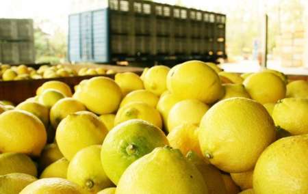 A partir de abril, los limones argentinos volverán al mercado de los EEUU
