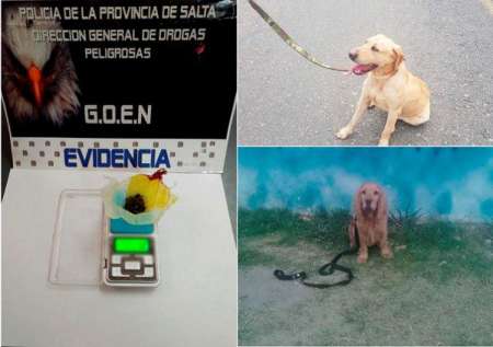 Perros entrenados ayudaron a secuestrar marihuana en el cerro San Bernardo