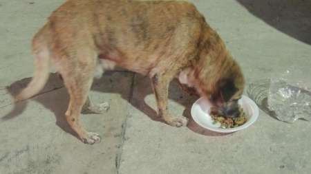 Con un “perromóvil”, repartirán alimentos para los animales de barrios carenciados