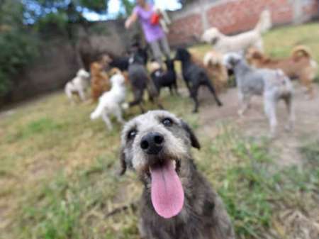 Testearon a un centenar de animales para saber si las mascotas se contagian con Covid