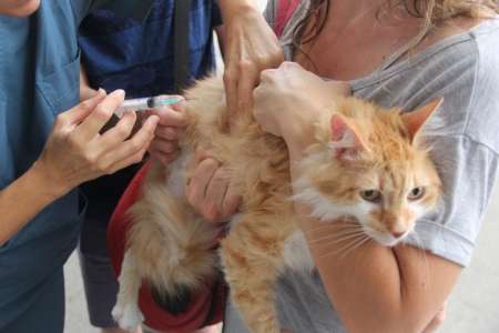 Alertan a la comunidad por supuestos empleados municipales que ofrecen vacunas y antiparasitarias