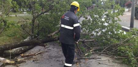 Temporal: cayeron árboles, postes y ramas