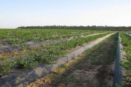 Salta espera la declaración de la emergencia agropecuaria desde Nación