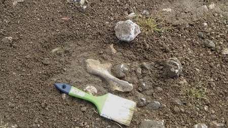 Hallan restos fósiles de un dinosaurio herbívoro de 100 millones de años