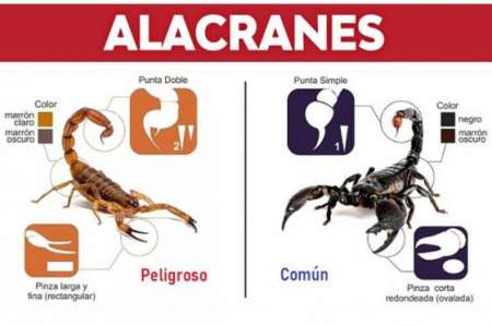 ¿Qué hacer ante la picadura de un alacrán?
