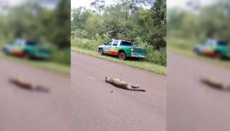 Imagen tomada de www.eltribuno.com/salta