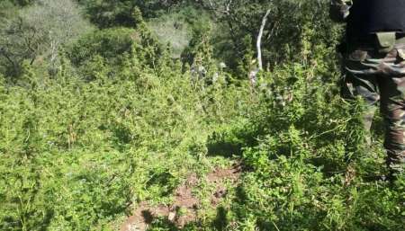 Allanan una finca en La Candelaria que tenía una importante plantación de marihuana