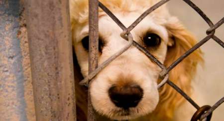 Le impusieron una perimetral por abusar de su perra y dejará de ser su mascota: “El animal no es un objeto”