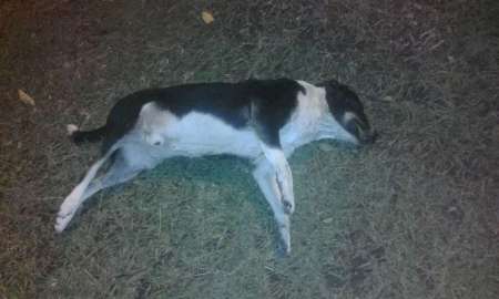 Perro envenenado. Foto: Informate Salta