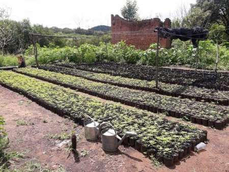 Allanaron una finca que cultivaba más de 10.000 plantas de marihuana